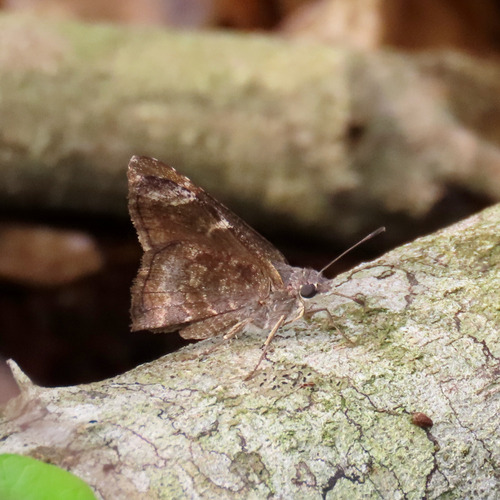 Mimosa Skipper (Cogia calchas)