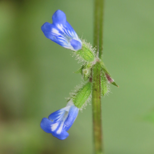 River sage (Salvia misella)