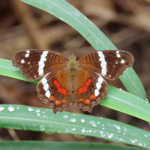 Banded Peacock (Anartia fatima)