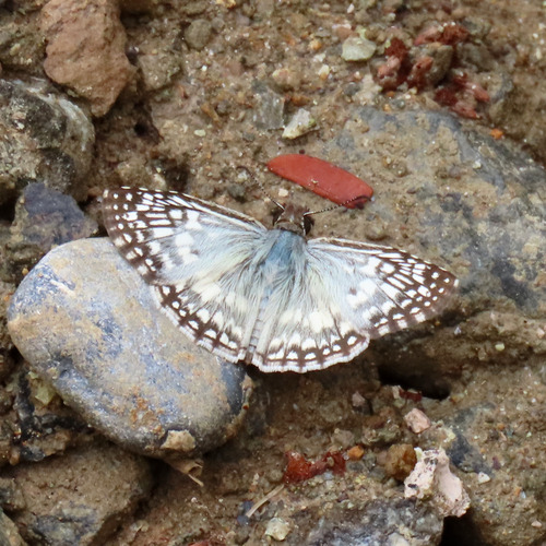 Tropical Checkered-Skipper (Burnsius oileus)