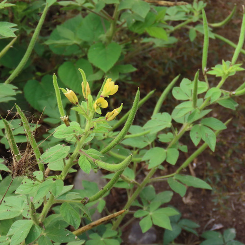 Asian Spiderflower (Cleome viscosa)