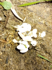 Agaricomycetes