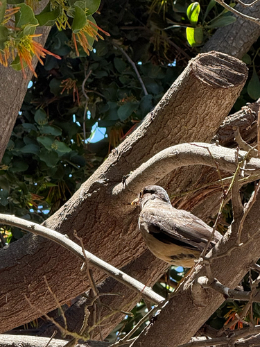 Austral Thrush (Turdus falcklandii), photo 4