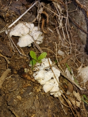 Agaricomycetes