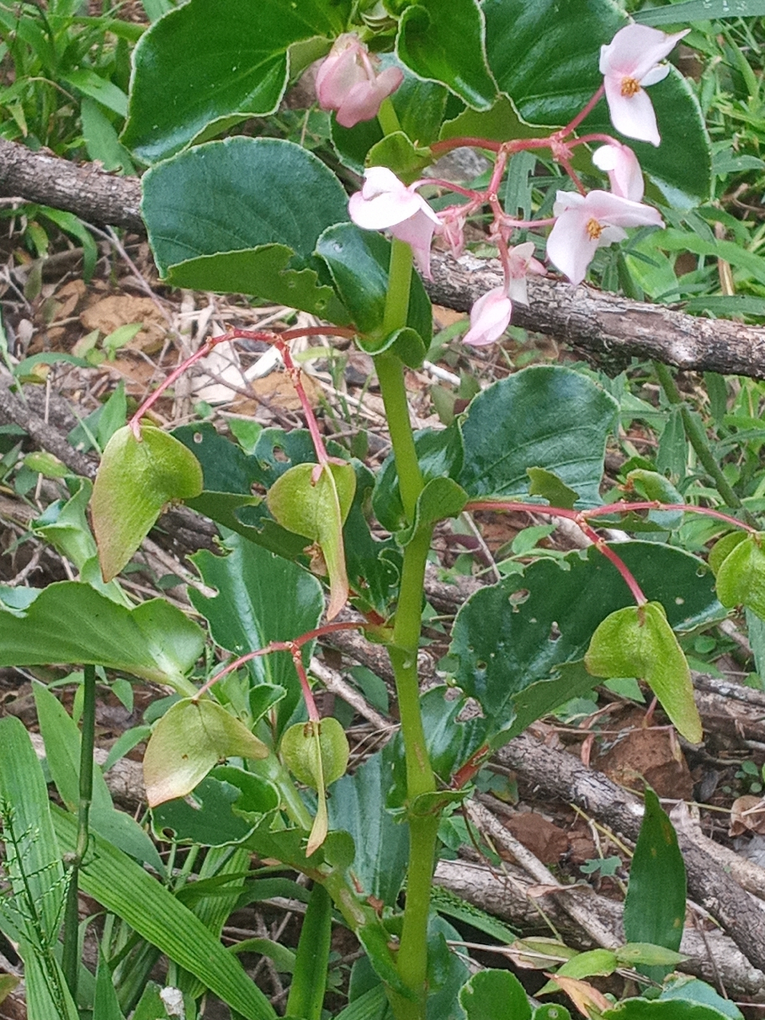 Begonia cucullata