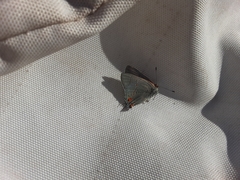 Strymon melinus pudica