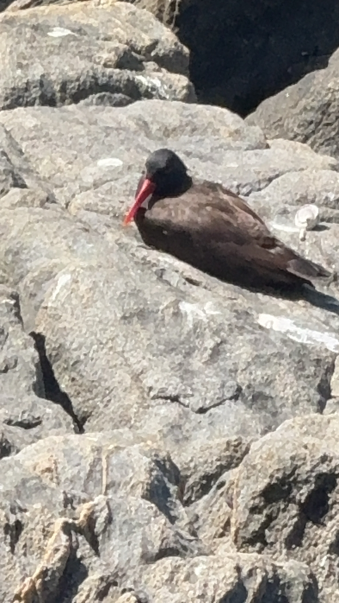 Blackish Oystercatcher (Haematopus ater), photo 3
