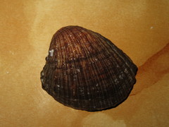 Concholepas concholepas