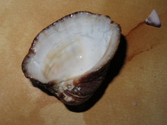 Concholepas concholepas