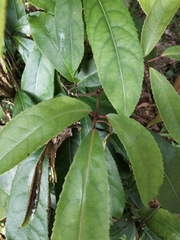 Turpinia ternata