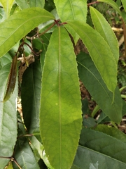 Turpinia ternata
