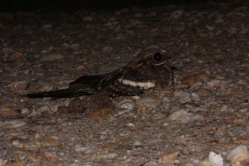 iNaturalist image