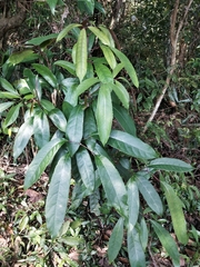 Turpinia ternata