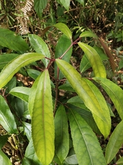 Turpinia ternata