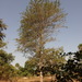 Acacia hockii