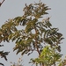 Acacia hockii