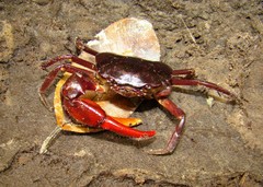 Trichodactylus dentatus