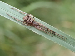 Episinus antipodianus