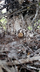 Falco amurensis