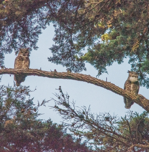 View observation of {o.common_name} on iNaturalist