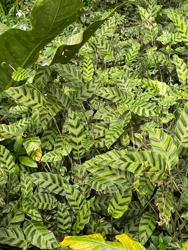 Goeppertia lietzei