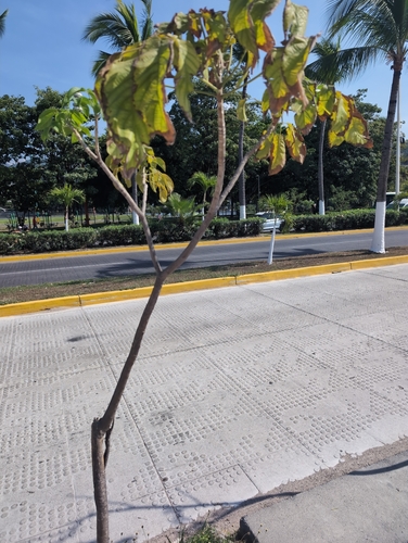 Foto de Ipê-do-México