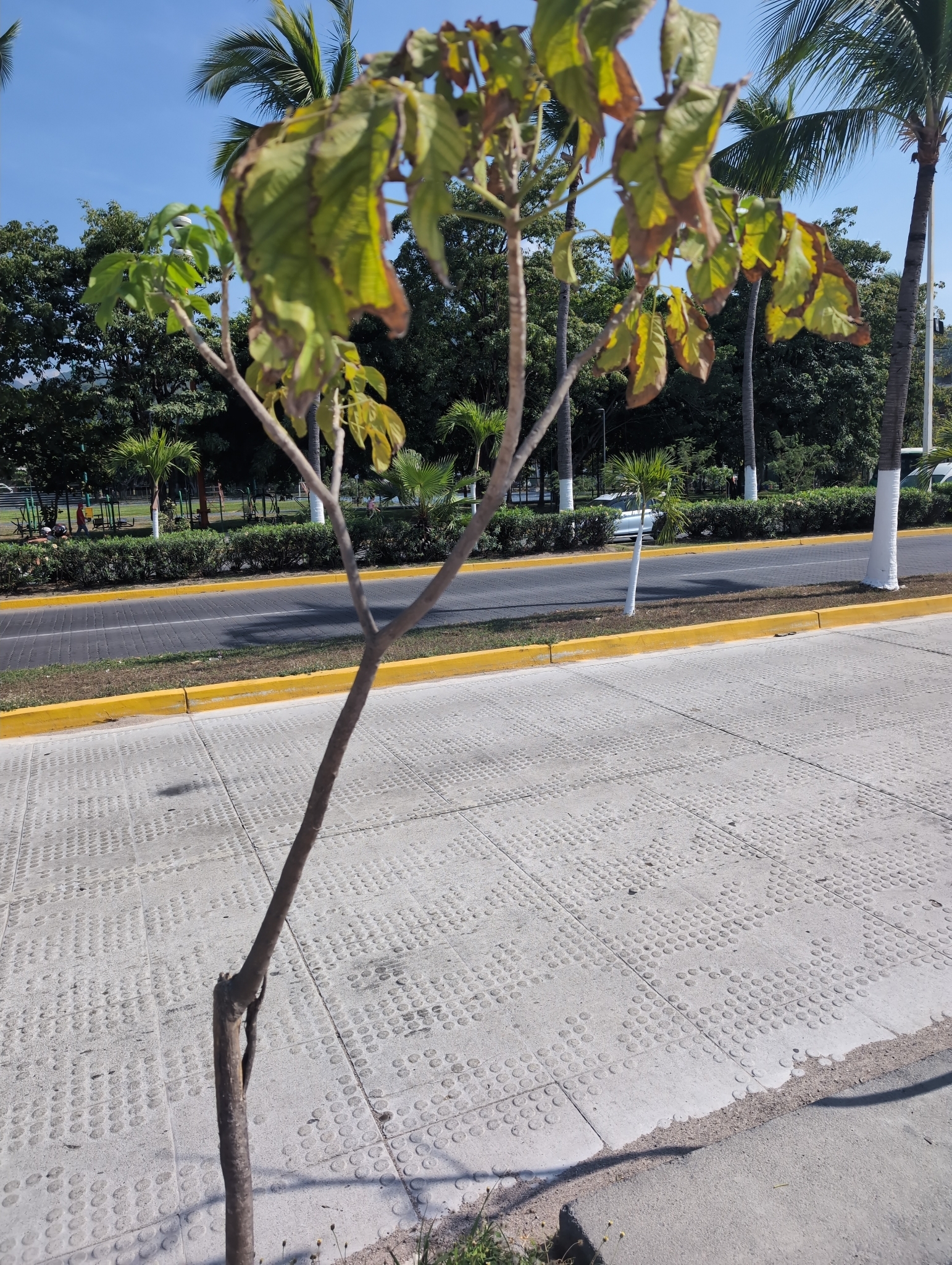 Imagem de Ipê-do-México