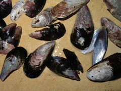 Semimytilus patagonicus