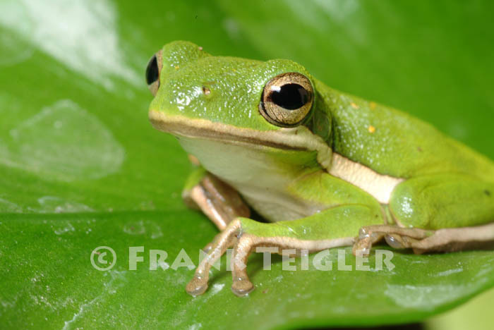 Green Tree Frog Amphibians Of Alabama Inaturalist
