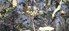 Solanum umbellatum, photograph (c) Viacheslav Shalisko, some rights reserved (CC BY)