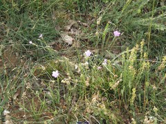 Dianthus pungens brachyanthus