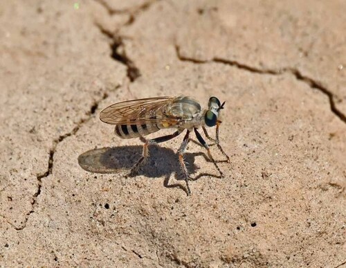 Unknown species found near Owyhee County, ID, USA