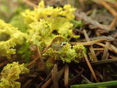 Vulpicida canadensis