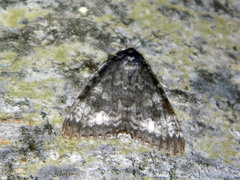 Catocala briseis