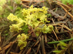 Vulpicida canadensis