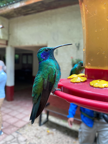 Lesser Violetear (Colibri cyanotus), photo 4