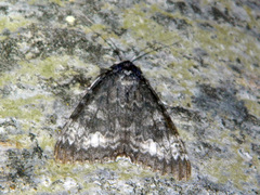 Catocala briseis