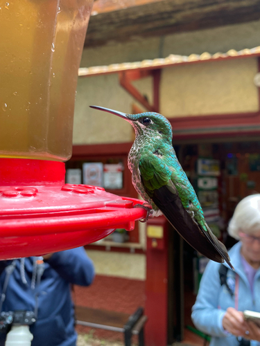 Green-crowned Brilliant (Heliodoxa jacula)