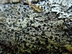 Mycoblastus sanguinarius