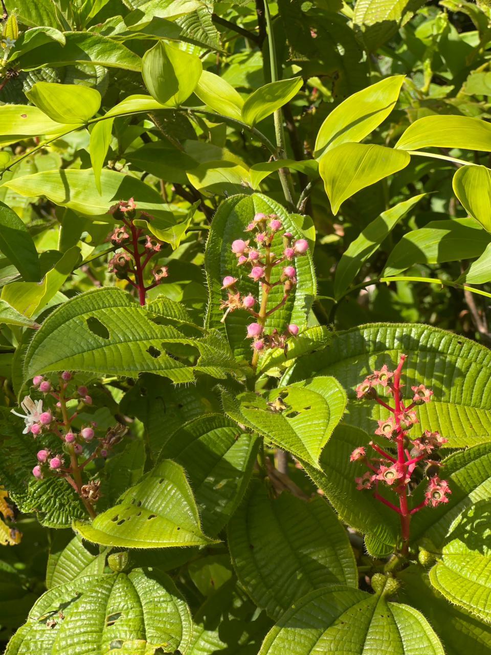 Miconia tococa