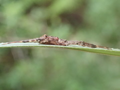 Episinus antipodianus