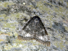 Catocala briseis