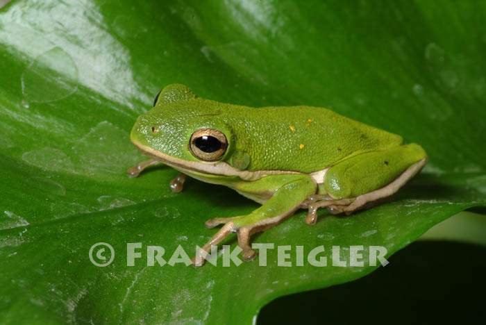 Green Tree Frog (Amphibians of Alabama) · iNaturalist