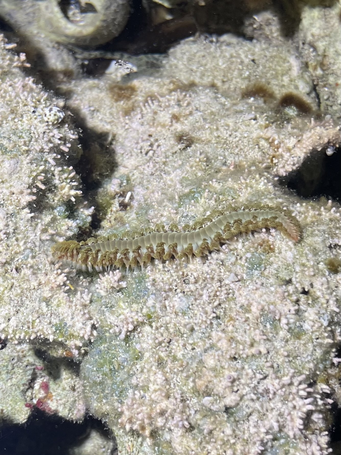 Hermodice carunculata (Pallas, 1766)