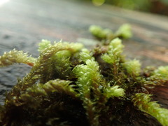 Antitrichia curtipendula