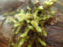 Antitrichia curtipendula