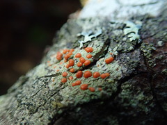 Ramboldia cinnabarina