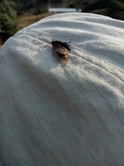 Tachysphex nigerrimus