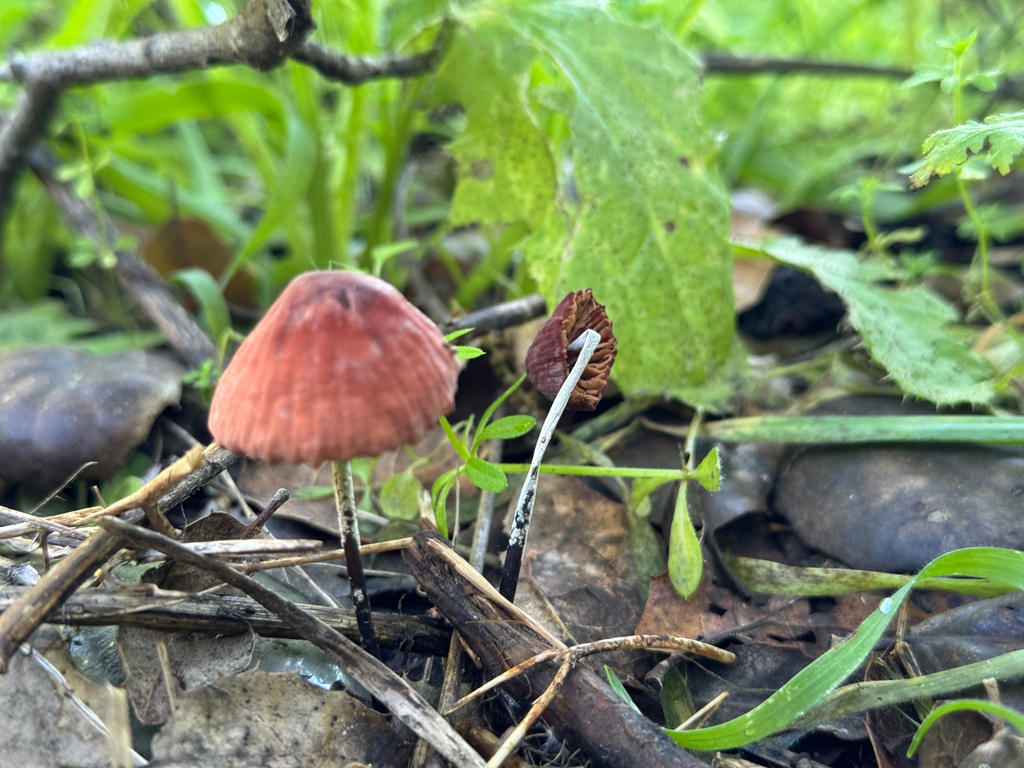 Marasmius plicatulus