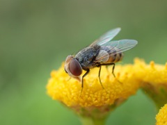 Miltogramma punctata